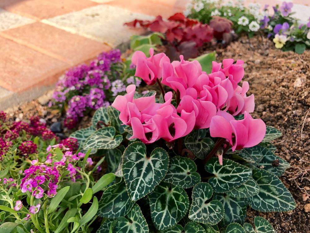 ガーデンシクラメンの投稿画像 By さおりんさん アリッサムと花壇とgs日和とピンク色の花と花のある暮らしと地植え 18月11月17日 Greensnap グリーンスナップ