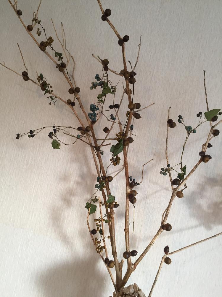 キュウリの枯れ枝の投稿画像 By けめさん 冬支度祭とヘクソカズラの実と親父の目ん玉 18月11月17日 Greensnap グリーンスナップ