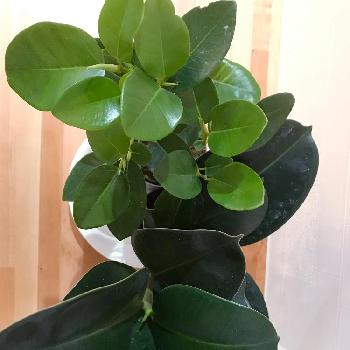 フィカスソフィアの投稿画像一覧 Greensnap グリーンスナップ