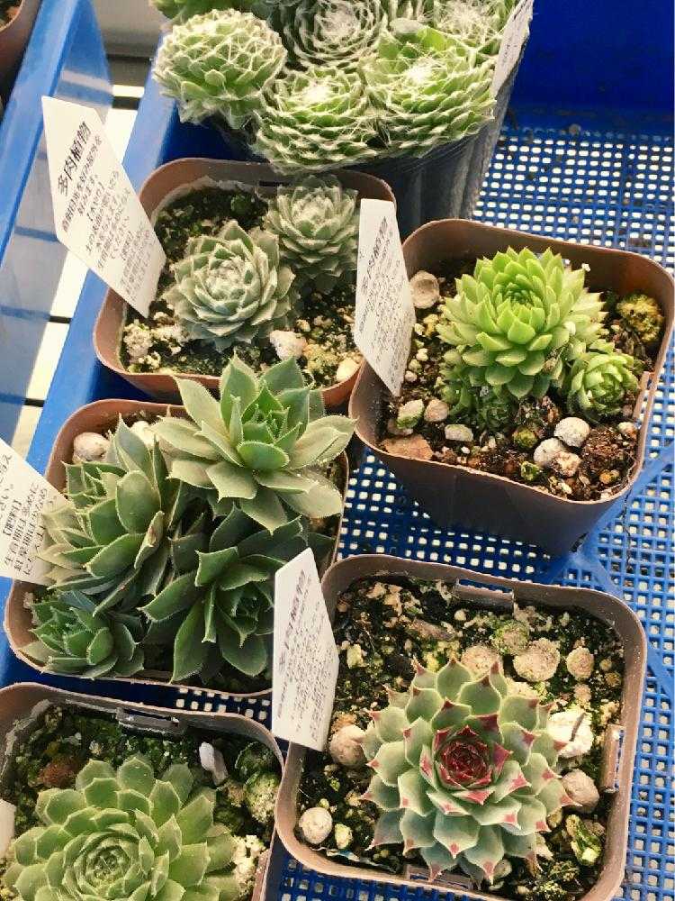 センペルビウムの成長記録1年間✨｜🍀GreenSnap（グリーンスナップ）