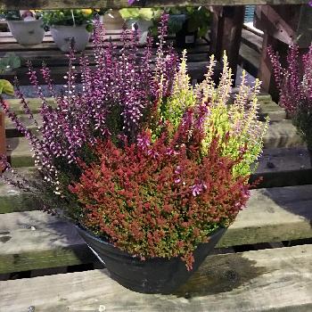 カルーナガーデンガールズの投稿画像一覧 Greensnap グリーンスナップ