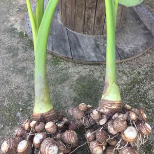 里芋,はたけ,収穫,収穫物,自家製野菜の画像