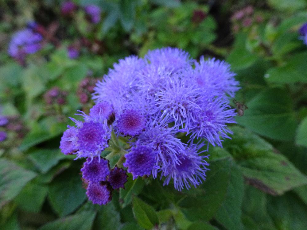 山野草の投稿画像 By Trekkさん キク科と11月の花と奥多摩湖付近と秋のお花とアゲラタムとお出かけ先と山野草とキク科と11月の花と奥多摩湖付近と秋のお花 18月11月17日 Greensnap グリーンスナップ Greensnap グリーンスナップ