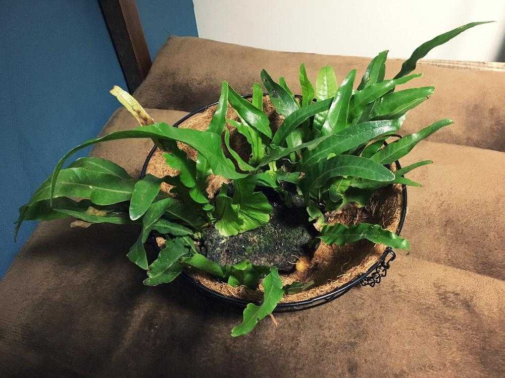 ハンギングバスケットにアグラオモルファを植え込んでみよう
