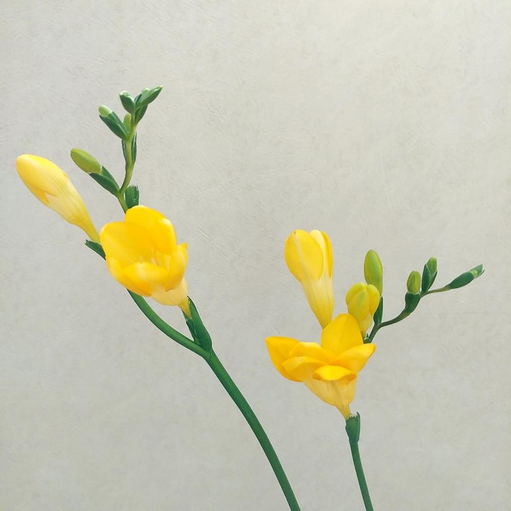 フリージアの投稿画像 By よっちゃんさん 癒しと黄色い花と花のある暮らしと良い香りと優しい気持ち 18月11月18日 Greensnap グリーンスナップ