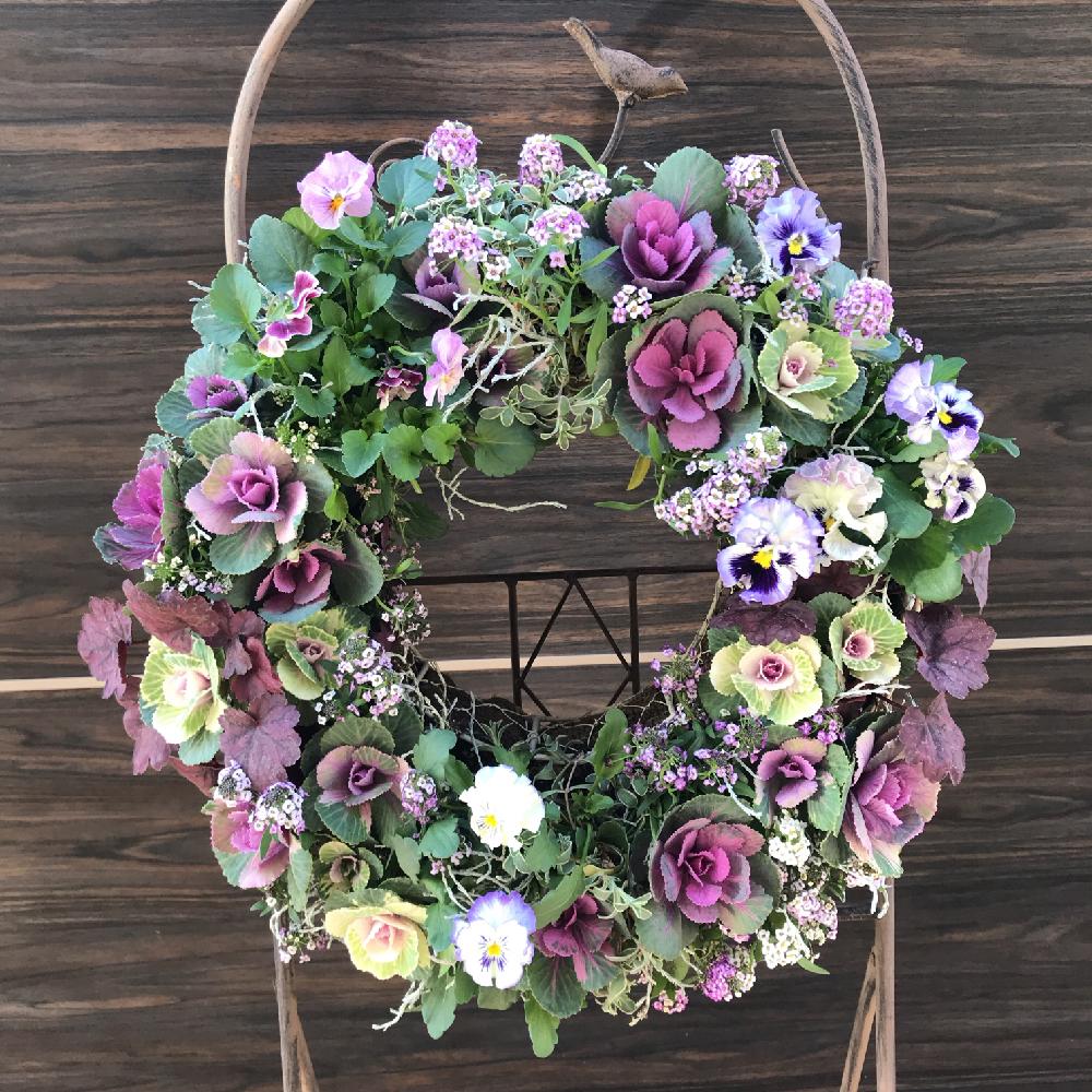 殿堂 葉牡丹 ビオラ 寄せ植えリース フラワー ガーデン Www Impoexpo Com Pe