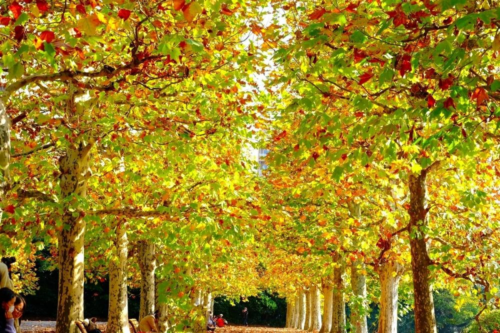 季節を楽しむの投稿画像 By Robin さん 癒やしとプラタナスの街路樹と新宿御苑と並木道と実りの秋と季節の花と秋の気配と綺麗とロマンチックと花のある暮らしと秋の風景と晴れとお散歩と晩秋と平成最後の１１月 18月11月18日 Greensnap グリーンスナップ