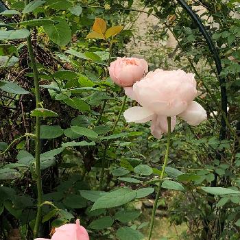 古いイングリッシュローズの画像 by まんまドーラさん | 小さな庭とバラ セントセシリアとﾊﾞﾗの庭と古いイングリッシュローズと無修正とばら バラ 薔薇と薔薇愛同盟と秋のバラとバラのある暮らしとGS映えとナチュラルガーデンと植中毒とイングリッシュ・ローズとガーデニングと癒し…♡とバラが好きと花のある暮らしとロザリアン