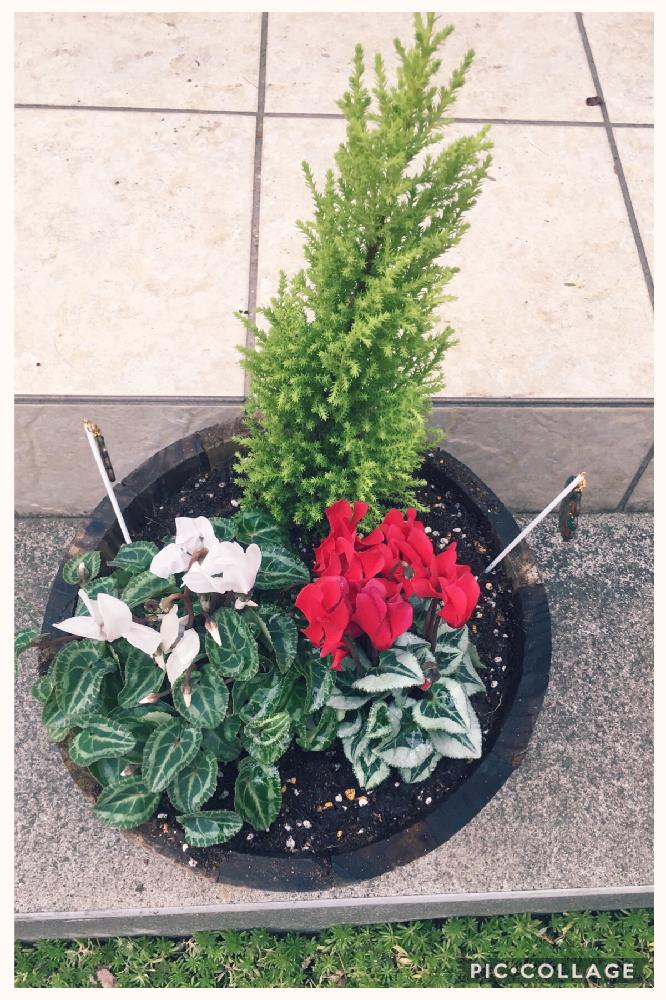 ガーデンシクラメンの投稿画像 By りょうこさん コニファーと息子が選んだ花と小さい庭と寄せ植えとgs映えと緑のある暮らしと花のある暮らしとクリスマス 18月11月18日 Greensnap グリーンスナップ