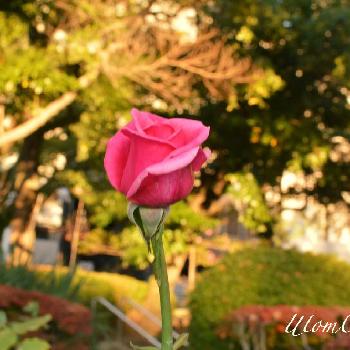 綺麗なピンクの画像 by tttom0606さん | お出かけ先と綺麗なピンクと肌寒い１日ときれいな色と広島と花のある暮らしとバラ薔薇ばらら～❤️と本日の一枚