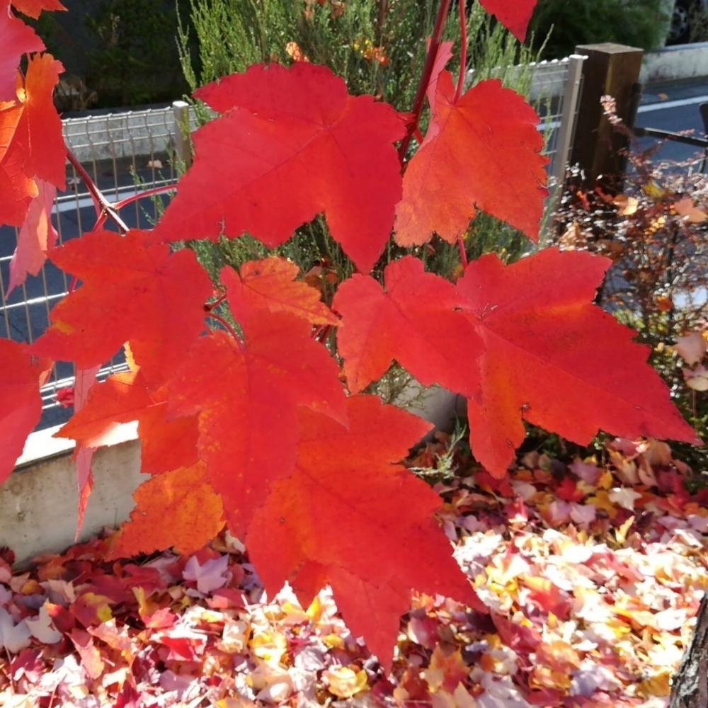 アメリカハナノキの投稿画像 By ナカツタヤガーデンストリートさん 紅葉 こうよう と冬の訪れと秋の風情 18月11月18日 Greensnap グリーンスナップ