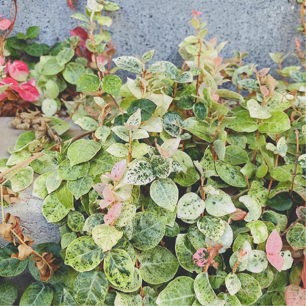 ハツユキカズラの投稿画像 By Nicoさん 放置栽培と花壇と軒下とガーデニングと可愛いピンク色 と地植えとグリーン 18月11月18日 Greensnap グリーンスナップ