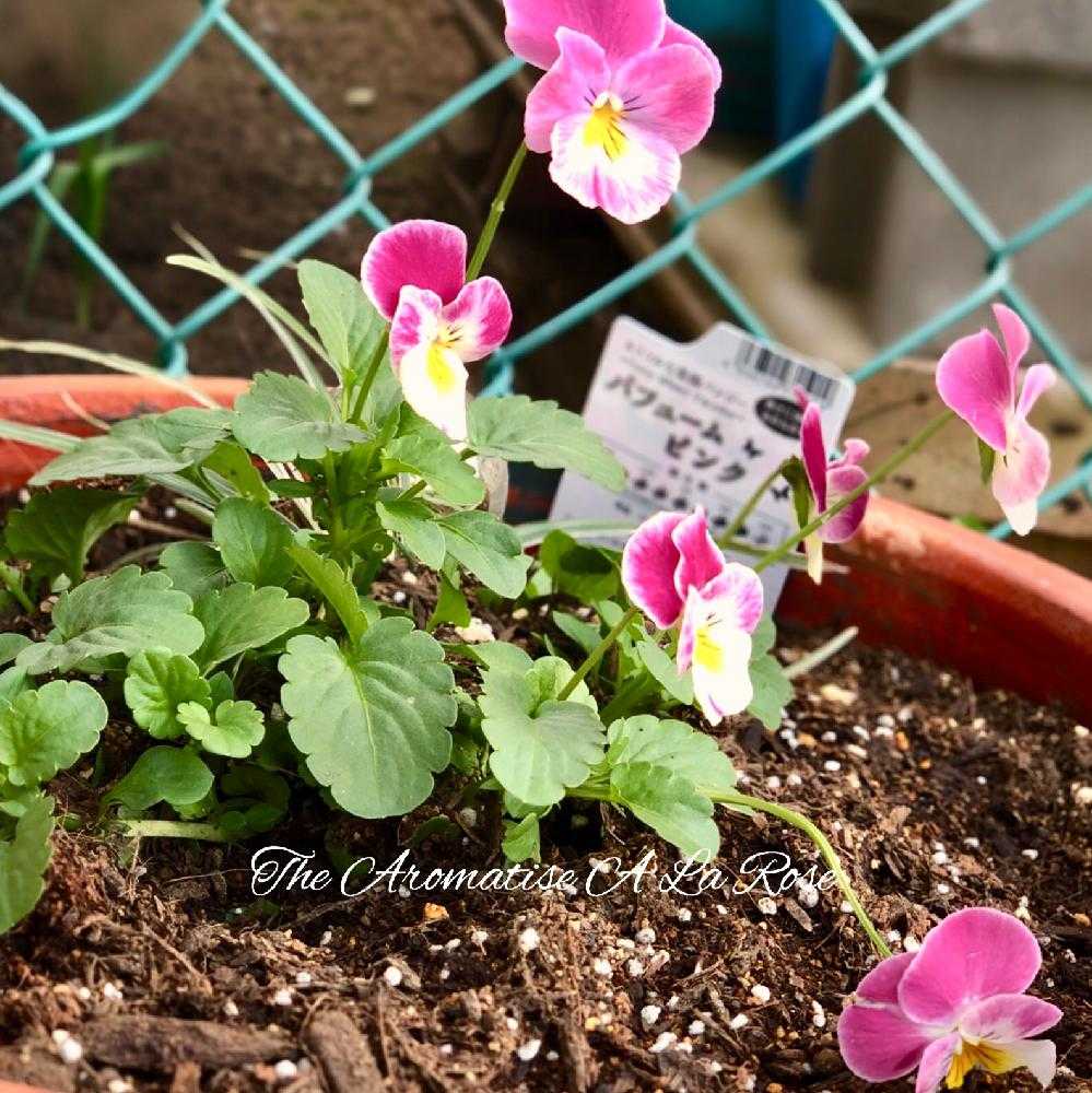 ビオラ また買っちゃいました Greensnap グリーンスナップ