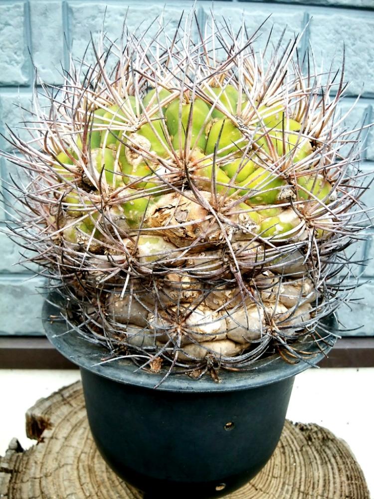 サボテンの投稿画像 By Cccrスキさん ギムノカリキウム 新天地と新天地と多肉植物とサボテン科と癒し とギムノカリキウム属とギムノカリキューム新天地 と植中毒と多肉植物とサボテンとしあわせ とタニラーと花のある暮らしと古木と古株 18月11月19日 Greensnap