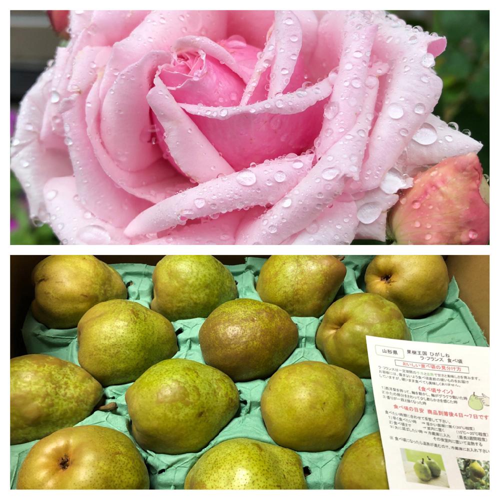 ふるさと納税の投稿画像 By カーチさん バラ ラフランスと薔薇に魅せられてとラフランスの花とラフランスの実と薔薇 と薔薇の花 18月11月19日 Greensnap グリーンスナップ