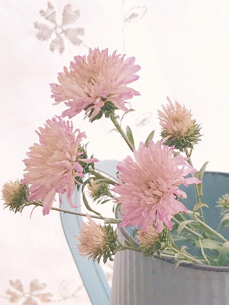 花のある暮らしの投稿画像 By Fiorina さん ドライフラワーとアスターと部屋と花のある暮らしとドライフラワー 18月11月19日 Greensnap グリーンスナップ Greensnap グリーンスナップ
