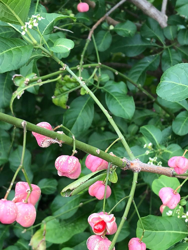マユミの実と花の投稿画像 By くるみんさん 被災地の皆様にエール 18月11月19日 Greensnap グリーンスナップ