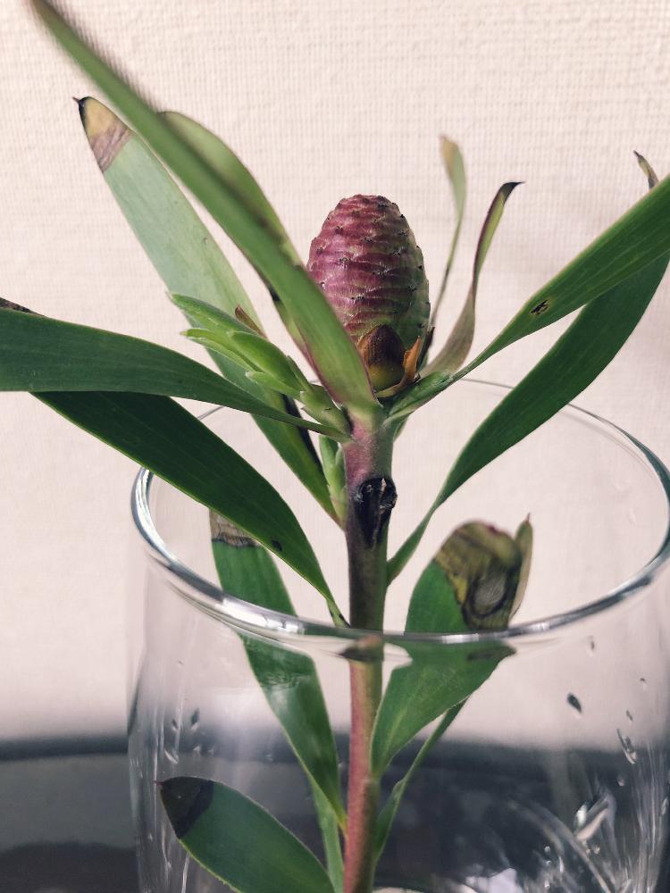 リューカデンドロンの投稿画像 By ぐぴさん 花のある暮らしと新芽とグングン成長と切り花からのと部屋と脇芽と切り花と花のある暮らしと新芽とグングン成長と切り花からのと脇芽と切り花 18月11月19日 Greensnap グリーンスナップ Greensnap グリーン