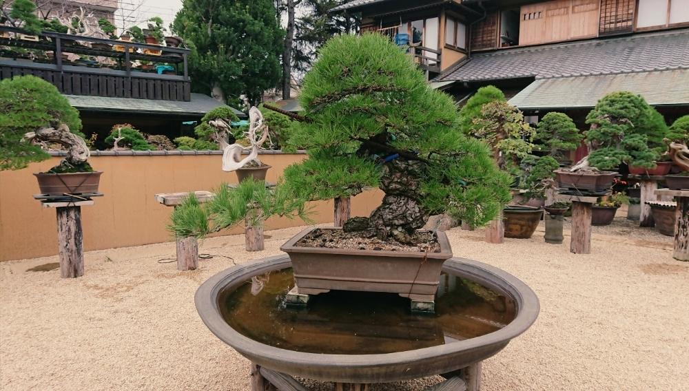 盆栽鉢の投稿画像 By ゆずさん Gs映えと盆栽展と花のある暮らしと盆栽と池坊 18月11月19日 Greensnap グリーンスナップ