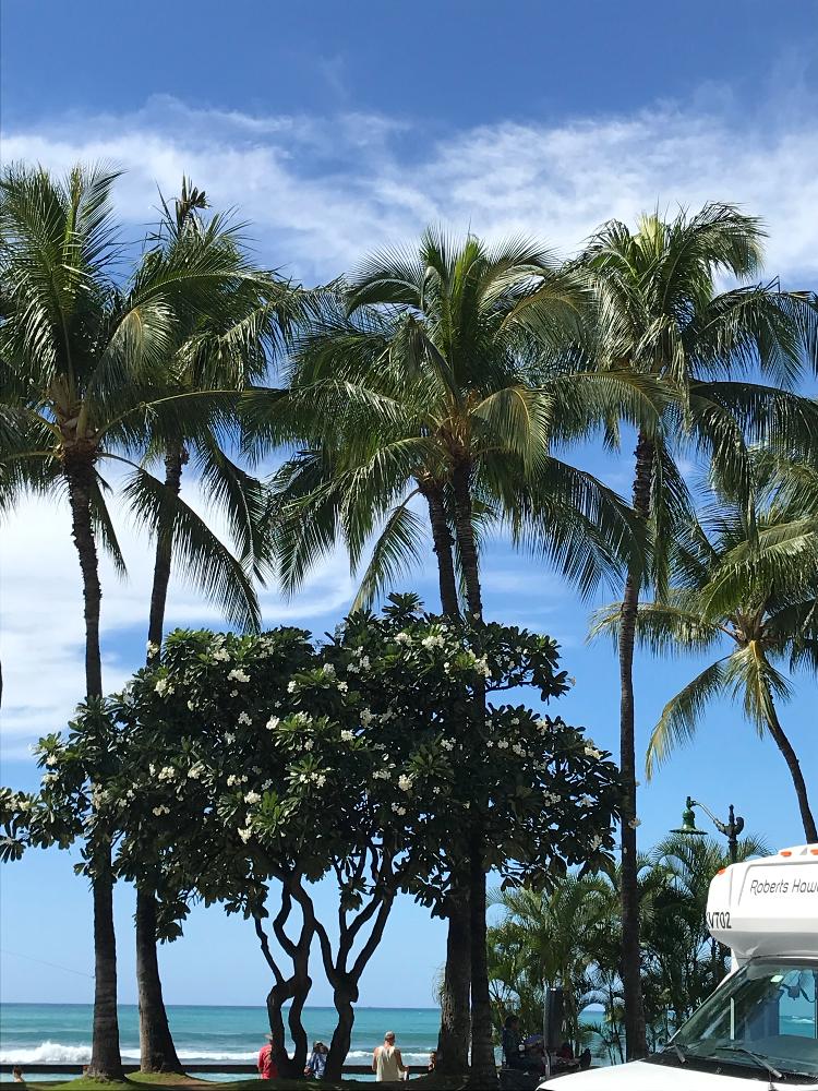 ヤシの木の投稿画像 By あっぴぃさん プルメリア とハワイとヤシと花のある暮らしと白い花 18月11月19日 Greensnap グリーンスナップ