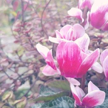 オレガノマルゲリータの画像 by fleur＊さん | 小さな庭と花のある暮らしと小さな花と癒しとシクラメン大好きとオレガノマルゲリータ