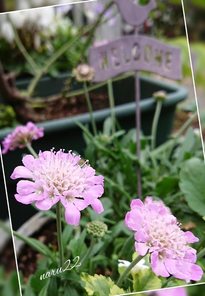 スカビオサ ピンクッションピンクの投稿画像 By Naru22さん 風にゆらゆらと花のある暮らしと寄せ植えと私の癒し 18月11月日 Greensnap グリーンスナップ