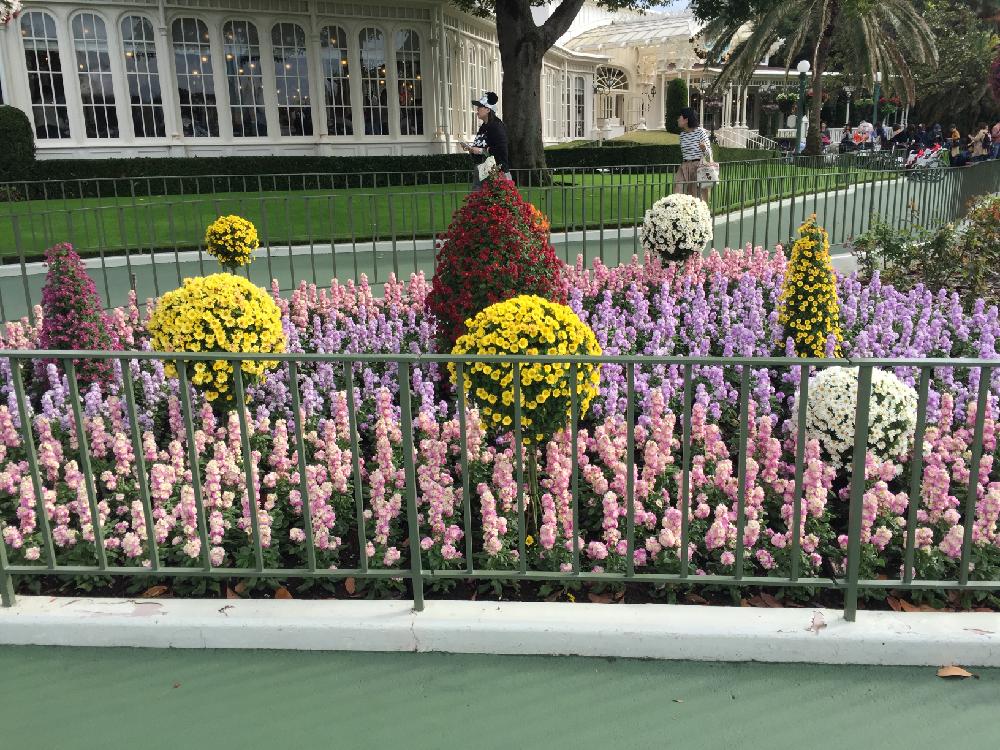 ストックの投稿画像 By Acoさん キクとお出かけ先と東京ディズニーランドとgs映えとgs日和とｔｄｌと植中毒と東京ディズニーランドとgs映えとgs日和とｔｄｌと植中毒 18月11月日 Greensnap グリーンスナップ Greensnap グリーンスナップ