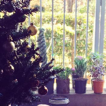 ノラ猫の画像 by マーロンさん | 部屋とネコと植物とねこ愛が止まらないとクリスマスツリーとノラ猫とベランダの植物