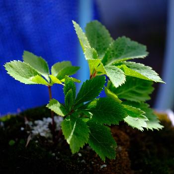 黒死病の投稿画像一覧｜🍀GreenSnap（グリーンスナップ）