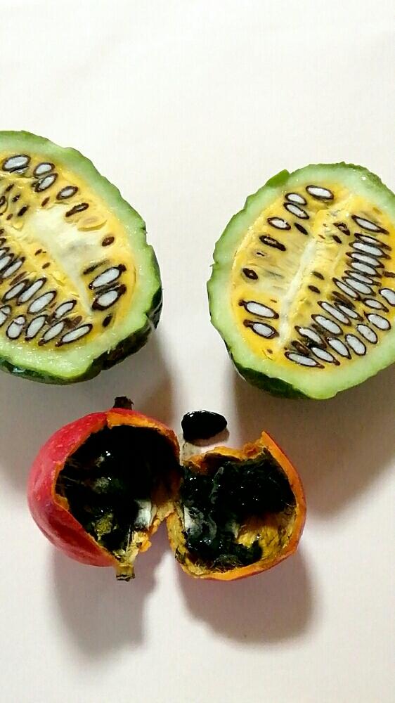 Htcの投稿画像 By もんもんチャンさん キュンキュン乙女倶楽部と北の大地北海道と台風21号被災者応援と頑張れ えっことカラスウリのお花とカラスウリの 実とオオカラスウリとオオカラスウリ とキカラスウリ と部屋とhtcとキュンキュン乙女倶楽部と北の大地北海道と台風21