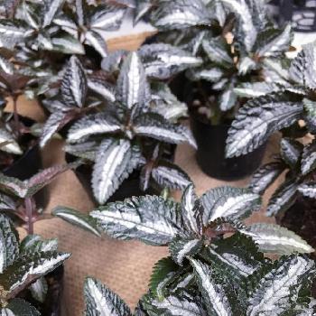 シルバーツリーの投稿画像一覧 Greensnap グリーンスナップ