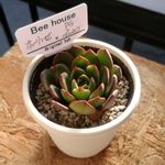 ビーハウスの一覧｜🍀GreenSnap（グリーンスナップ） 