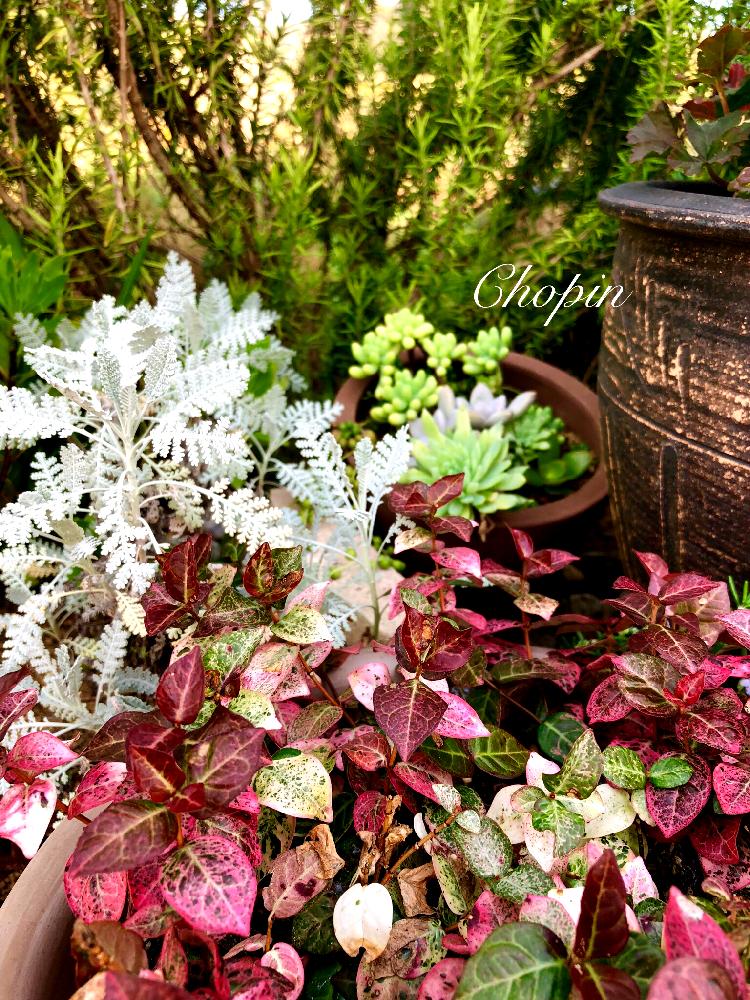 多肉植物の投稿画像 By Chopin ショパン さん ハツユキカズラ とローズマリー とマイガーデンとナチュラルガーデンと秋の庭と初雪カズラ と育てやすい多肉植物とシルバーレース とガーデニングと秋の風景と多肉寄せ植えとクリスマスとiphone撮影とシルバーリーフ