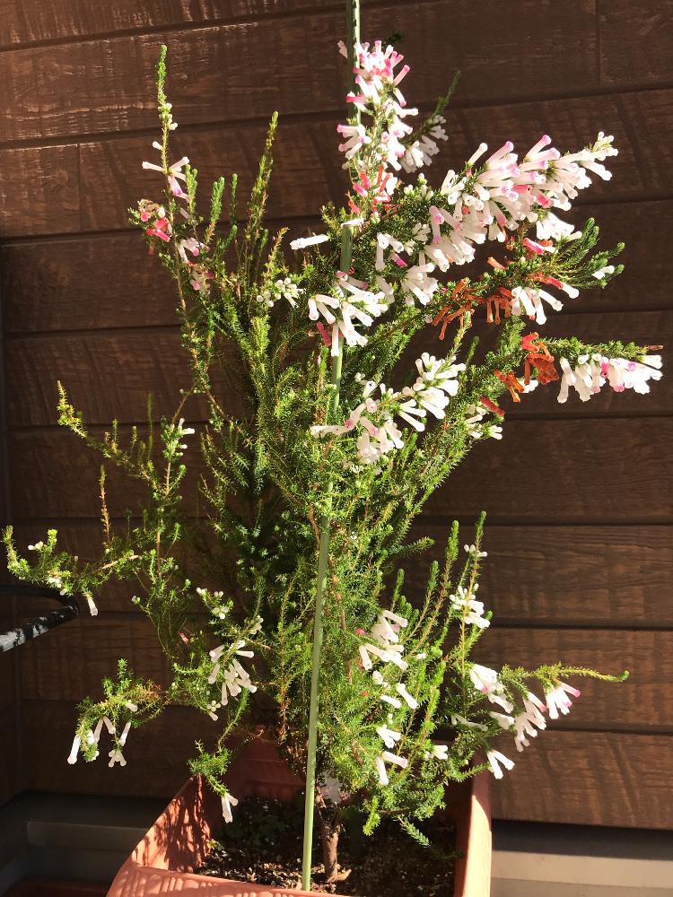 エリカ ホワイトデライトの投稿画像 By こはもこさん エリカとエリカホワイトデライトと白い花と花のある暮らし 18月11月21日 Greensnap グリーンスナップ