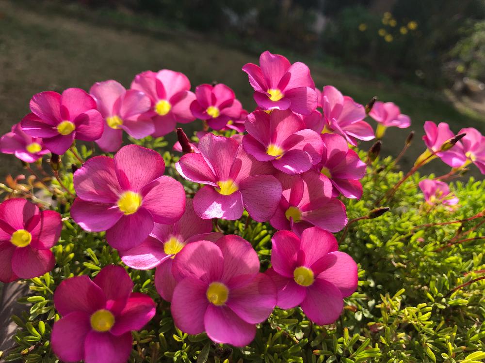 オキザリスの投稿画像 By 和さん オキザリス 桃の輝きとさいた とオキザリス桃の輝きとピンク色と オキザリスと花のある暮らしとかわいい 2018月11月21日 Greensnap グリーンスナップ