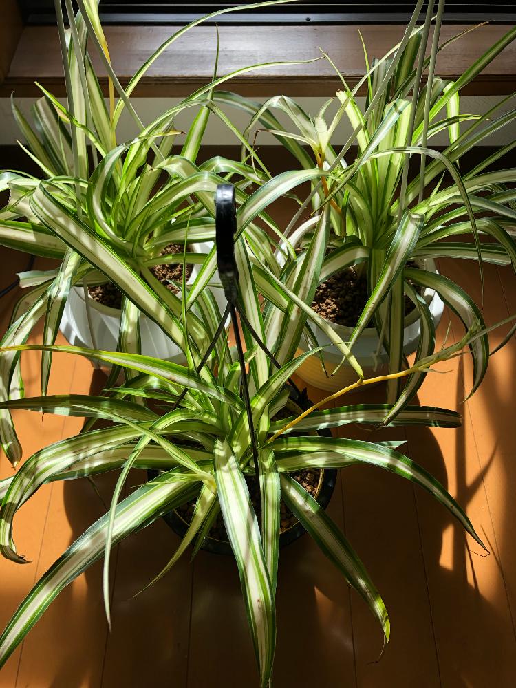 すべての美しい花の画像 新着オリヅルラン 花が咲かない