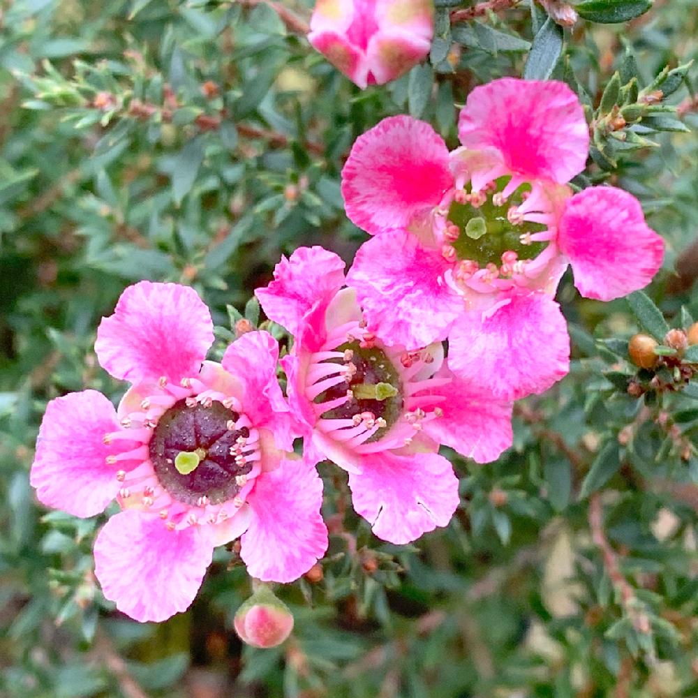 ギョリュウバイの投稿画像 By Pt Yamahiroさん スマホ撮影と花壇とフラワーとマイガーデンとgs映えとマクロ撮影と植中毒と桃色の花と我が家の 花壇とお花畑 と我が家の庭とピンク色の花と花好きとガーデニングと珍奇植物と花のある暮らしとお花とパステルカラーとマクロな