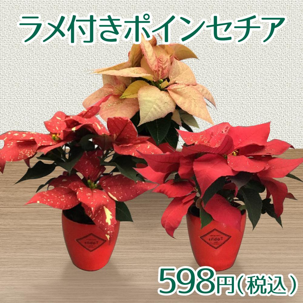 ｔａｂｌｉｓラメ付ポインセチアの投稿画像 By カインズさん カインズとホームセンターとポインセチア 赤とくらしに ららら とカインズホーム 18月11月21日 Greensnap グリーンスナップ