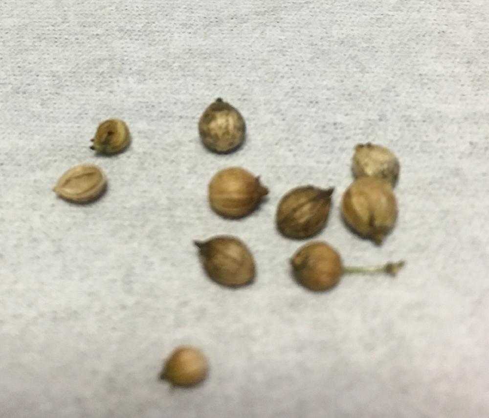 パクチー栽培日記 Greensnap グリーンスナップ