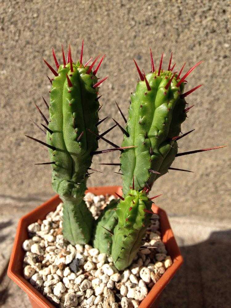 ユーフォルビア・エノプラ(紅彩閣黒棘)1号｜🍀GreenSnap（グリーン