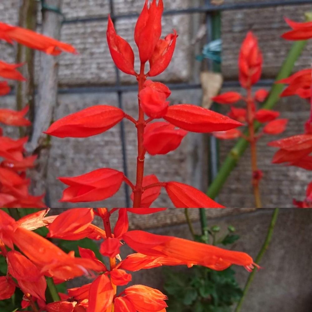 サルビアの投稿画像 By さいたまつぼみさん つぼみとお出かけ先と埼玉のつぼみと埼玉万歳と赤い花と埼玉県とお散歩とつぼみと埼玉のつぼみと埼玉万歳と赤い花と埼玉県とお散歩 18月11月21日 Greensnap グリーンスナップ Greensnap グリーンスナップ