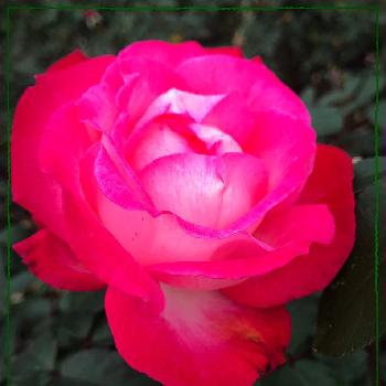 聖火の画像 by のかさん | お出かけ先と薔薇と聖火と赤い花とばら バラ 薔薇と神代植物公園