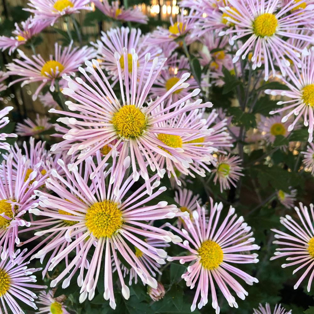 肥後菊 春霞の投稿画像 By 豊明花き株式会社さん 花は癒しと日本の伝統と肥後とキク科と綺麗と古典園芸植物と愛知豊明花き地方卸売市場と可愛いとガーデニングと花のある暮らしとお庭と古典菊と玄関と豊明市場と花は癒しと日本の伝統と肥後とキク科と綺麗と古典園芸植物