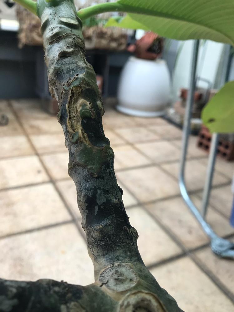 みどりのある暮らしの投稿画像 By スタンプ さん プルメリア と観葉植物と癒しとベランダガーデンと病気かなぁ と緑のある暮らしと相談と癒されると花のある暮らしとバルコニスト 18月11月22日 Greensnap グリーンスナップ