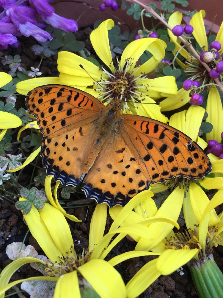 ツワブキの花の投稿画像 By 花と虫と風と空とさん コムラサキとメキシカンセージ 18月11月22日 Greensnap グリーンスナップ Greensnap グリーンスナップ