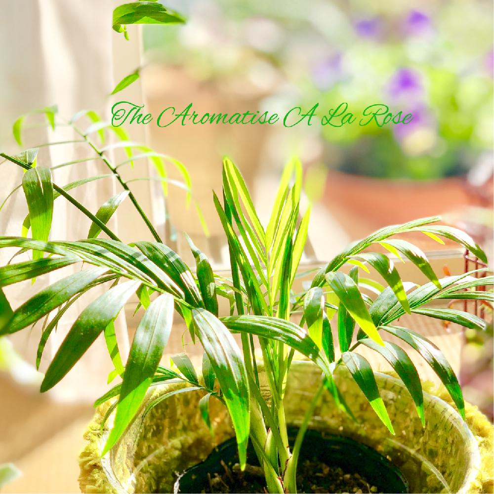 テーブルヤシの投稿画像 By イングリッシュガーデンさん ビオラとクワズイモと窓辺と テーブルヤシとビオラ パンジーとgs映えとクワズイモ と テーブルヤシと クワズイモと花のある暮らしと テーブルヤシとビオラ パンジーとgs映えとクワズイモ と テーブルヤシと テーブルヤシの投稿画像 By イングリッシュガーデンさん ビオラとクワズイモと窓辺と テーブルヤシとビオラ パンジーとgs映えとクワズイモ と テーブルヤシと クワズイモと花のある暮らしと テーブルヤシとビオラ パンジーとgs映えとクワズイモ と テーブルヤシと