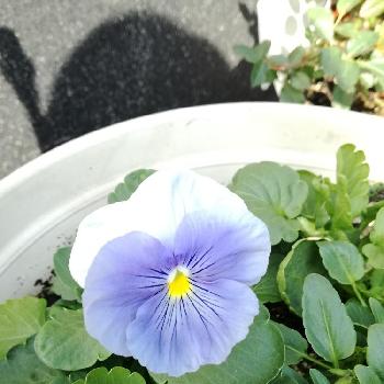 種から育てる の投稿画像 By はなよさん 発芽と種まきとビオラ パンジー 18月9月11日 Greensnap グリーンスナップ