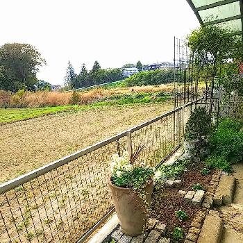 サルビア ネモローサ スノーヒルの画像 by jolさん | 小さな庭とサルビア ネモローサ スノーヒルとストックと花のある暮らしと地味だけど好きと冬のお花と駐車場花壇