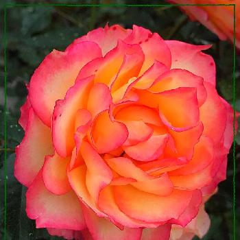 大好きだからの画像 by のかさん | お出かけ先と薔薇と神代植物公園とばら バラ 薔薇とオレンジの花と大好きだから