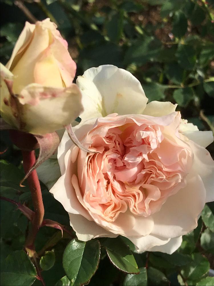 クロッシェの投稿画像 By Vogel さん 河本麻記子とｈｔと鉢植えとばら 薔薇 バラとローズドゥメルスリー 18月11月23日 Greensnap グリーンスナップ